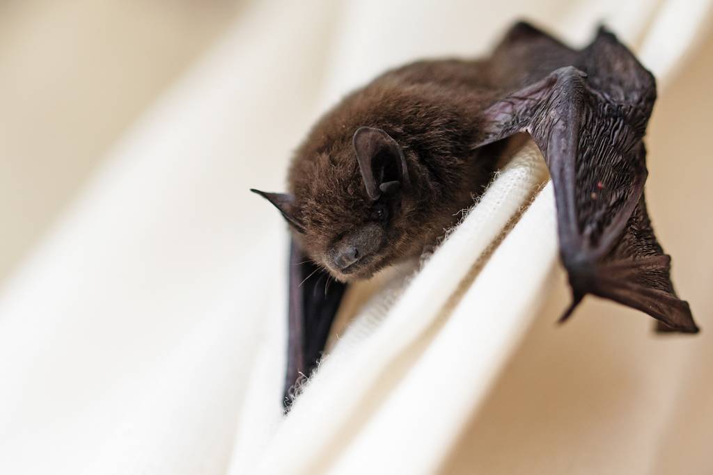 Do Bats Attack Humans? Can They Pass Along Harmful Diseases?