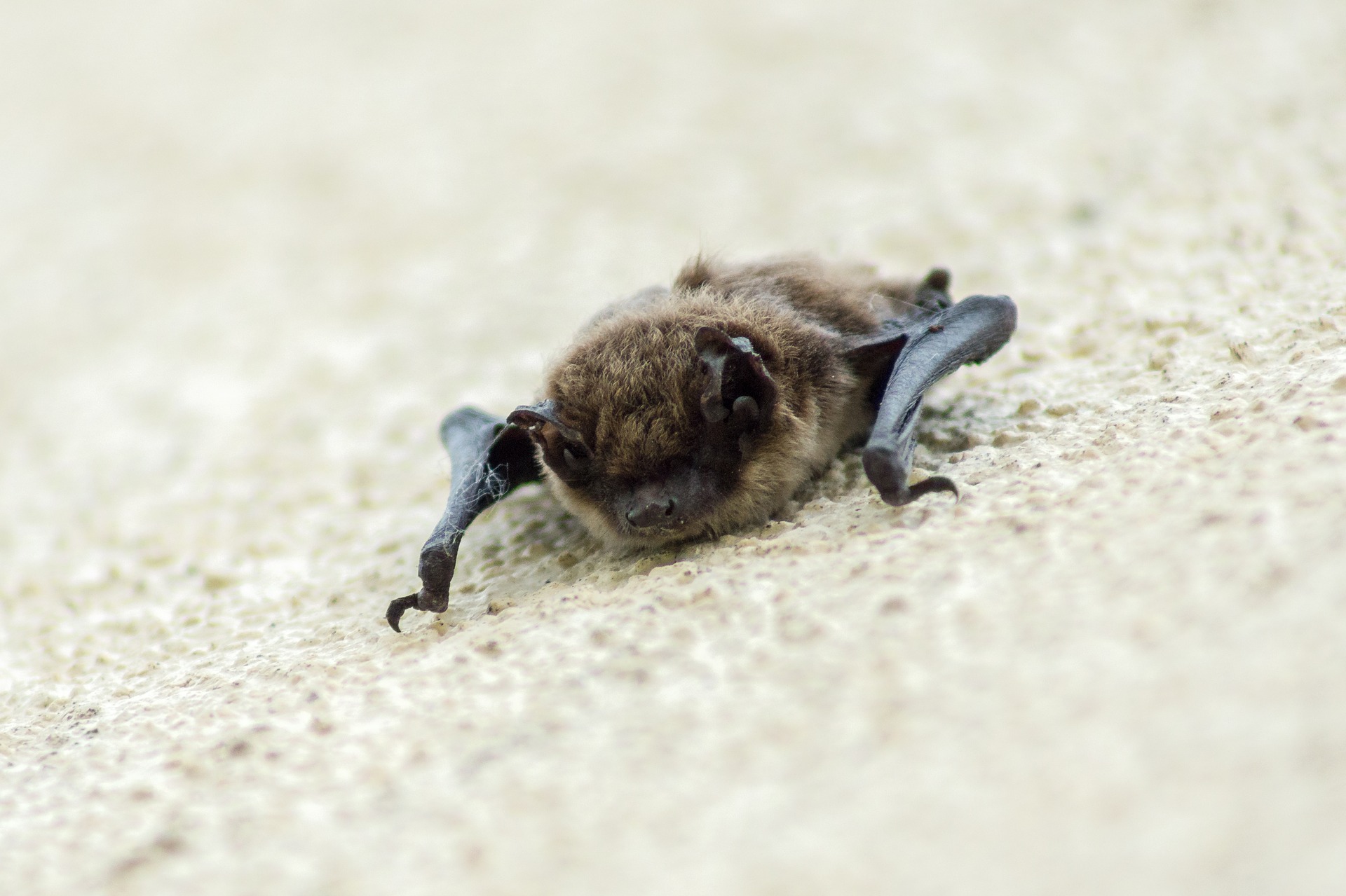 Problems bat cause in your house