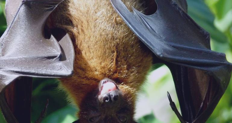 Why Are Bats Important For Our Ecosystem?