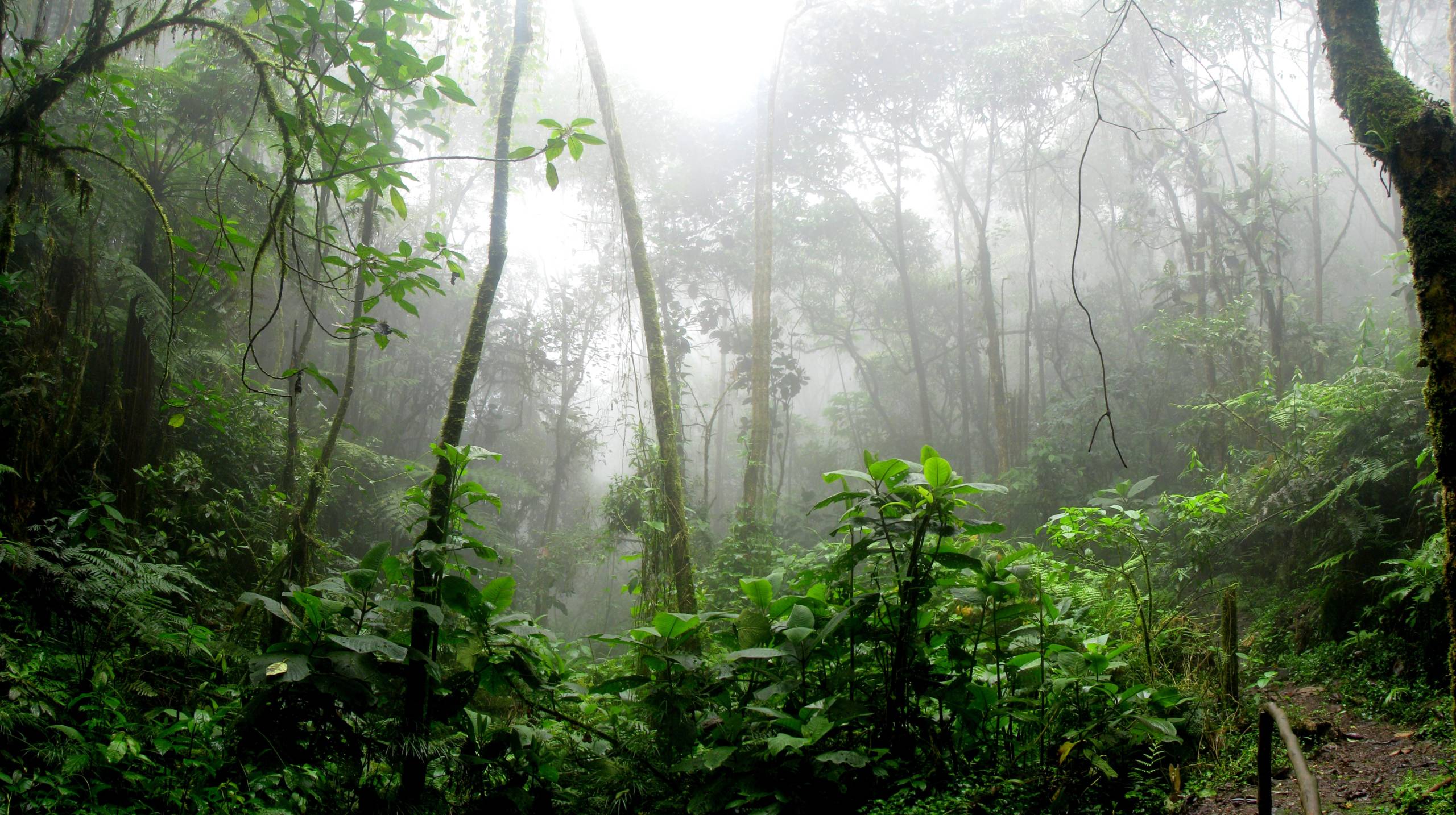 Rainforest Bats