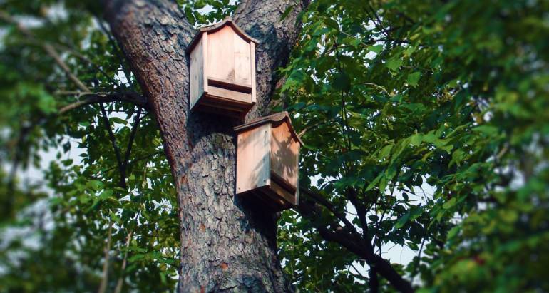 Bat Houses Can Be a Huge Asset in Your Yard