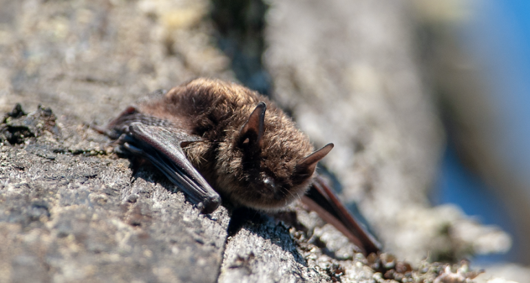 Brown Bat Facts | Eating, Sleeping, and Reproduction