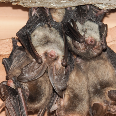 Where Do Bats Hibernate During Cold Winter Months?