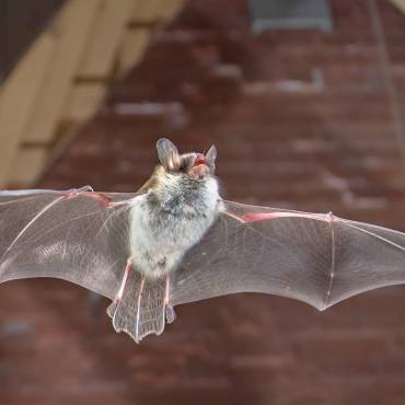 Do You Think You Have Bats In Your House?