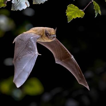 The Most Common Bats in North America